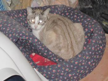 Bild von Sissi