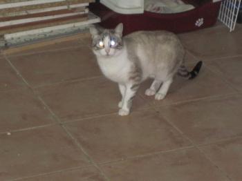 Bild von Sissi