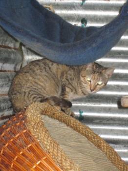 Suzette Bild von Suzette