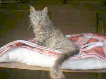 Canela Bild von Canela