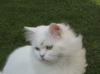Tommy Bild von Tommy