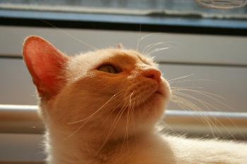 Juno Bild von Blanquita