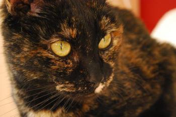 Casey Bild von Casey
