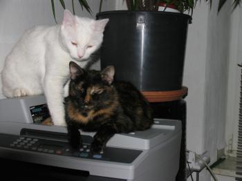 Preciosa und Toulouse Bild von Preciosa