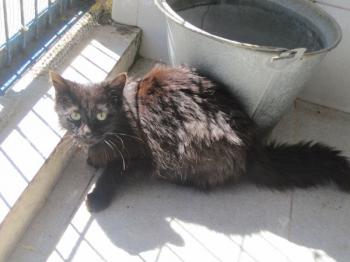 Bild von Leila
