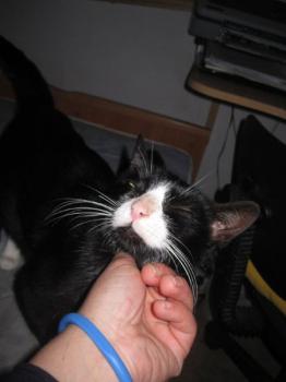 Mama Babies Bild von Melia