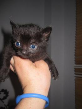 Mama Babies Bild von Melia