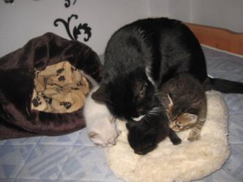 Mama Babies Bild von Melia
