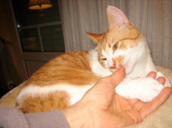 Gustavo Bild von Gustavo