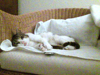 Lino Bild von Croqueto