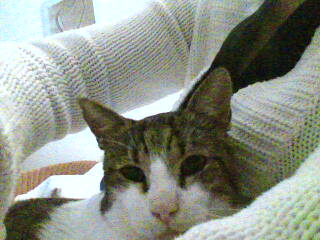 Lino Bild von Croqueto