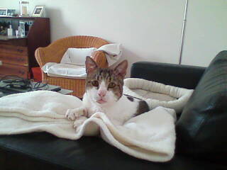 Lino Bild von Croqueto