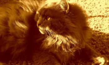 Bonni Bild von Bonni