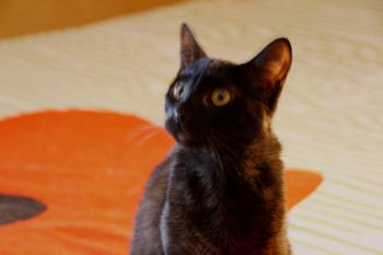 Minigo Bild von Minigo