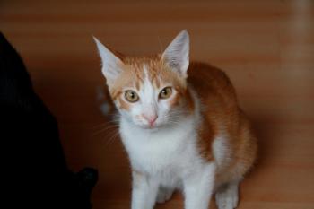 Dino Bild von Dino