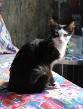 Brandy Bild von Brandy