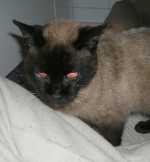 Nefertari Bild von Nefertari