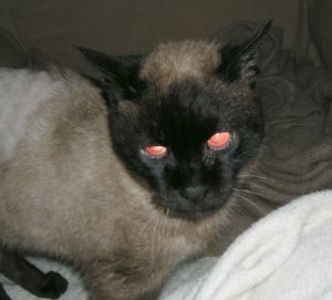 Nefertari Bild von Nefertari