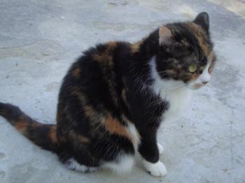 Momo Bild von Momo
