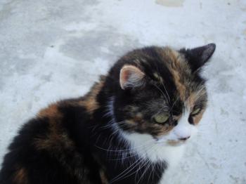 Momo Bild von Momo