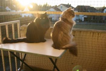 Moris Bild von Moris