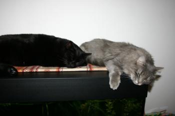 Moris Bild von Moris