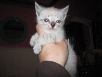 Melia Babies Bild von Melia