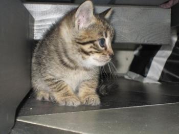 Melia Babies Bild von Melia