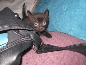 Melia Babies Bild von Melia