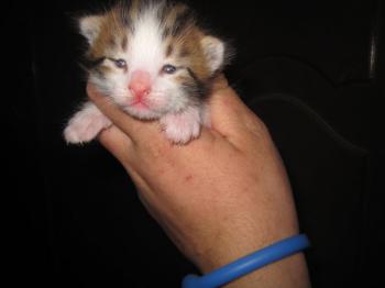 Tigger Bild von Tigger