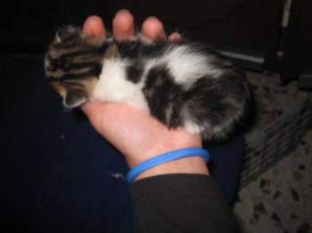 Tigger Bild von Tigger