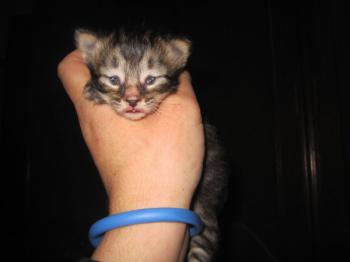 Tigger Bild von Tigger