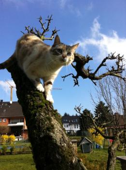 Suki Bild von Suki