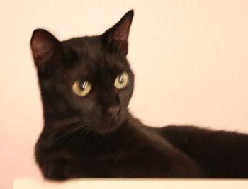 Pippin Bild von Tango