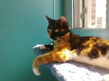 Honey Bild von Honey
