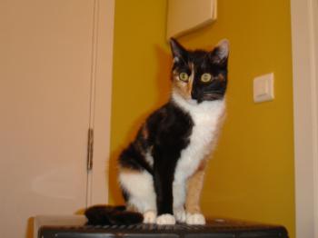 Honey Bild von Honey