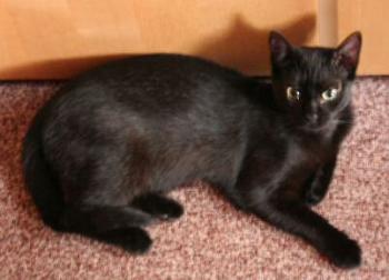 Pippin Bild von Tango