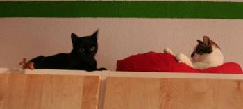 Pippin und Lulu Bild von Tango