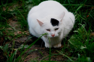 Suiss Bild von Suiss