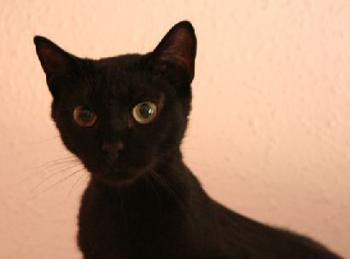 Pippin Bild von Tango