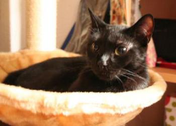 Pippin Bild von Tango