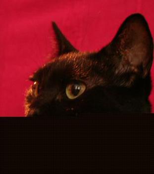 Pippin Bild von Tango