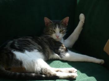 Lilian Bild von Lilian