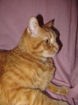 Homer Bild von Homer