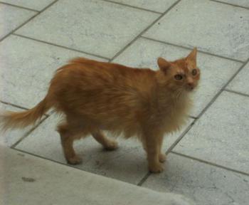 Friki Bild von Friki