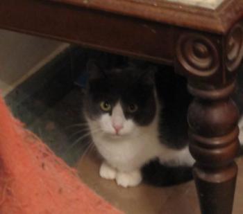 Bild von Vivi