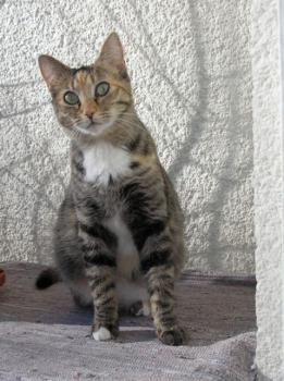 Silwa Bild von Silwa