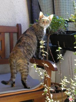 Silwa Bild von Silwa