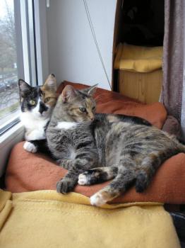 Silwa Bild von Silwa