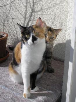 Noe Bild von Noe